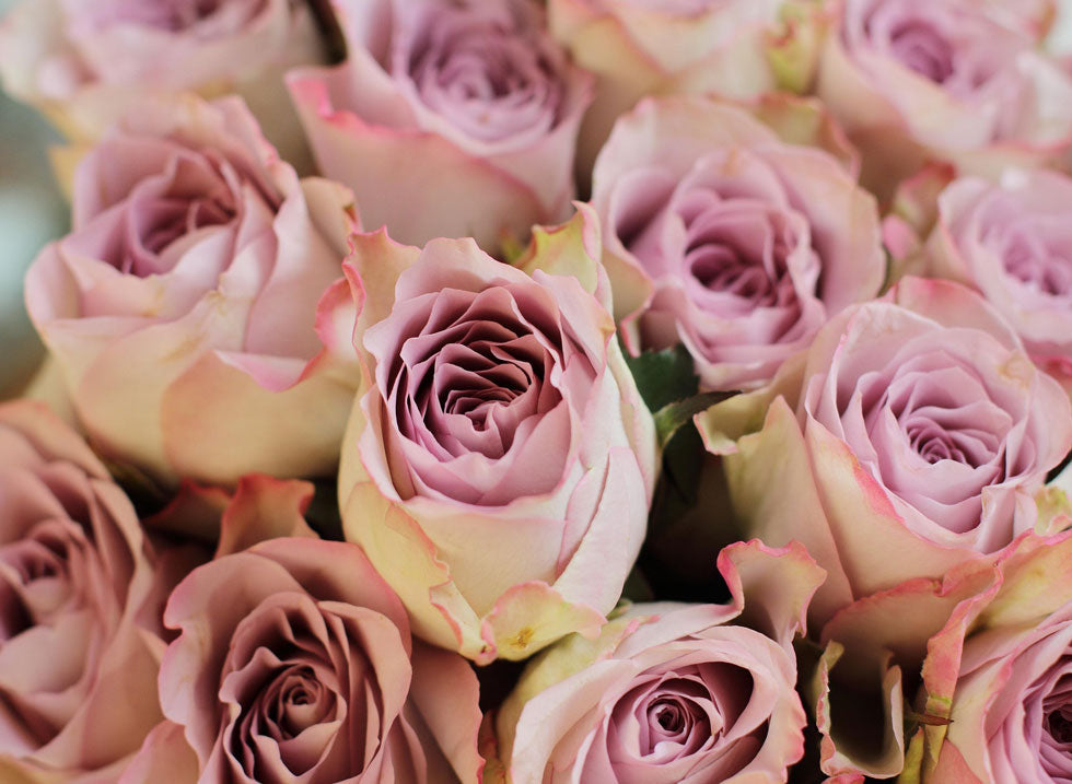 Close-up of pink and purple roses with a soft focus background