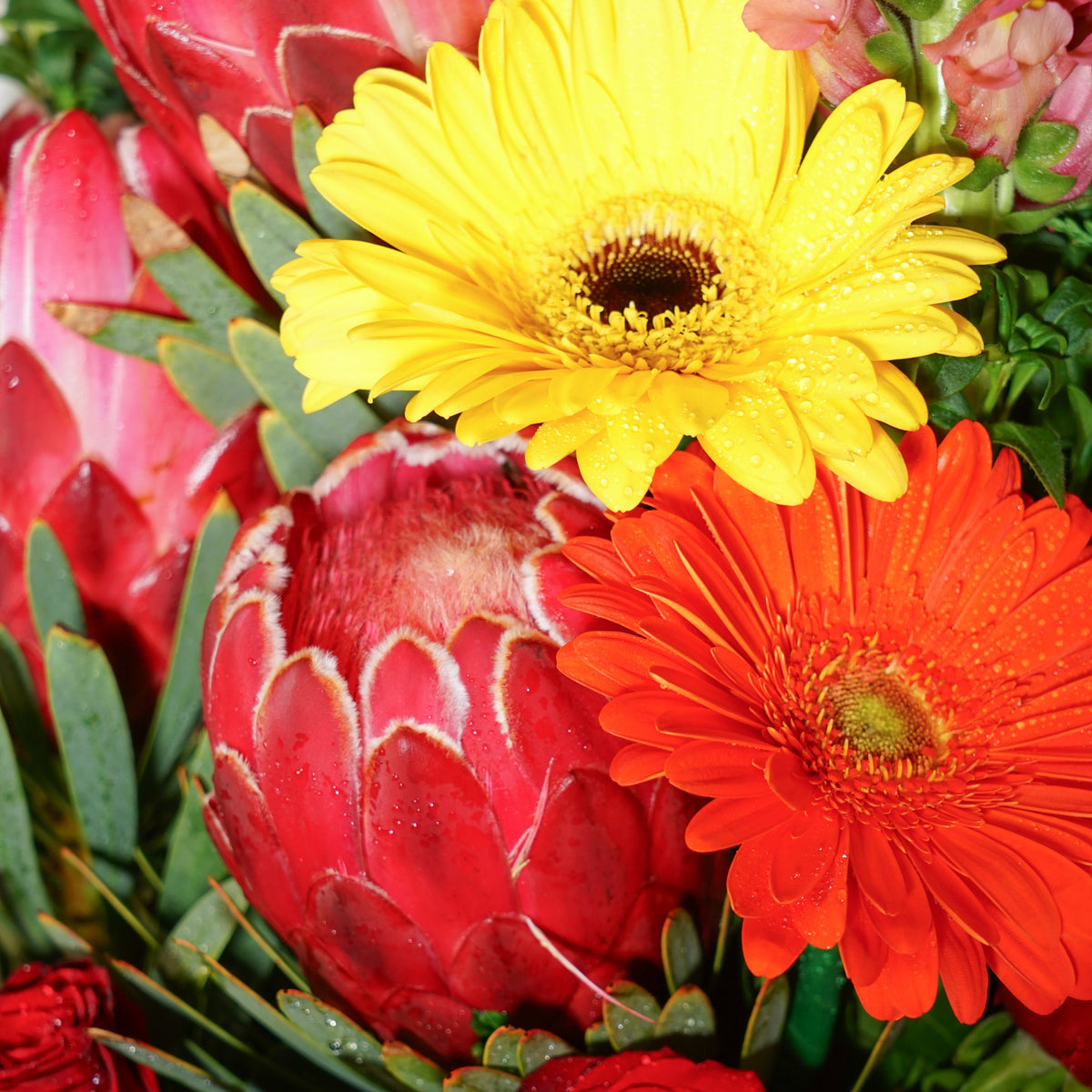 A close-up of a colorful flower arrangement featuring a bright yellow gerbera daisy, a vivid orange gerbera daisy, red roses, and large pinkish-red protea blooms with green foliage.